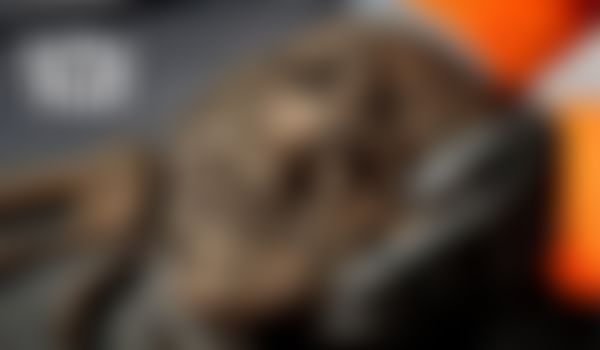 প্রাচীন কঙ্কালের দাঁত খুঁটে বেরল মহামারীর ভাইরাস, হাড়ে আটকে ব্যাকটেরিয়া 